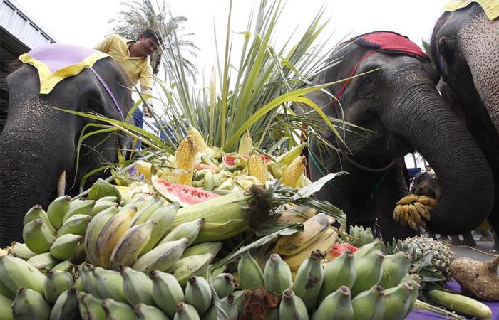 Elefantes son alimentados durante el Día Nacional del Elefante que se celebró en Tailandia. Foto: EFE