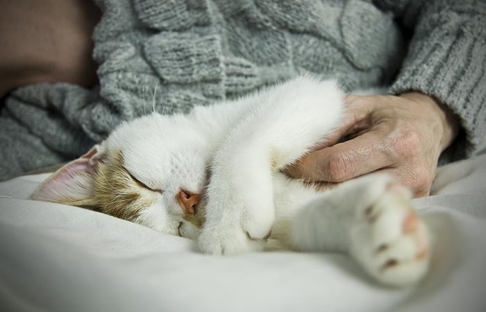 ¿Por qué los gatos duermen con sus dueños?. Foto: Shutterstock