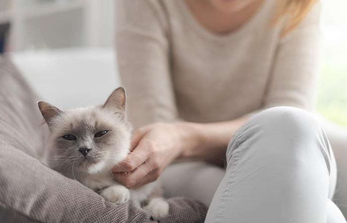 Así debes actuar con tu gato en cuarentena. Foto: Shutterstock