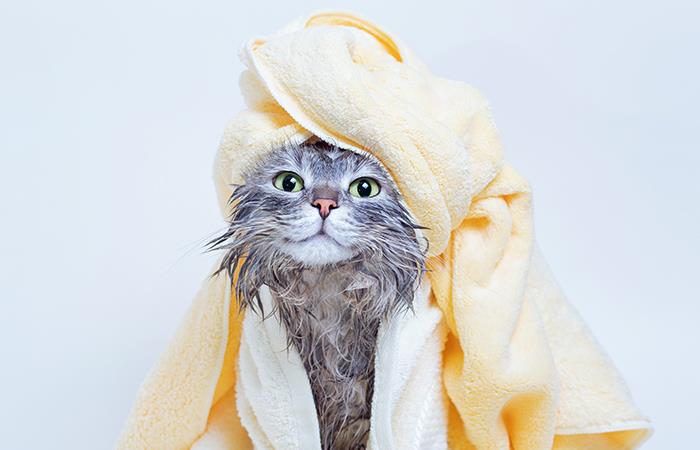 ¡No debes bañarlos más en la cuarentena!. Foto: Shutterstock