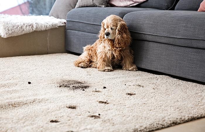 Aprende a limpiar las patas de tu mascota. Foto: Shutterstock