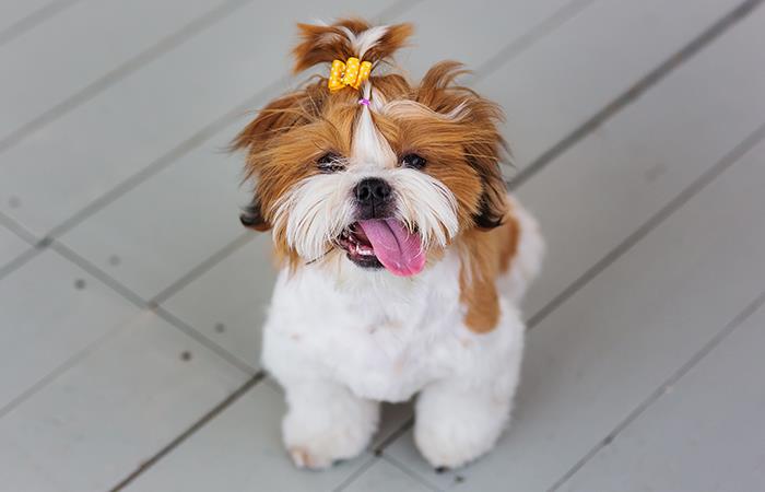 Todo lo que debes saber sobre el celo de tu perrita. Foto: Shutterstock