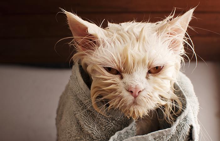 Gato se rehúsa a bañarse. Foto: Shutterstock