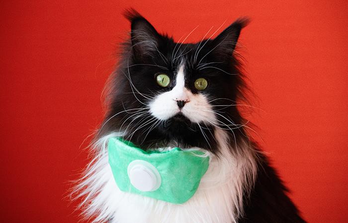 ¿Podrían transmitir el virus los gatos?. Foto: Shutterstock