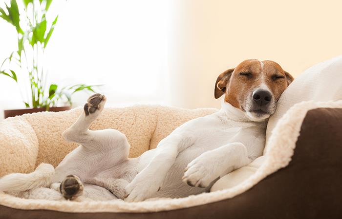 ¿Cómo acostumbrar a tu perro a dormir en su cama nueva?