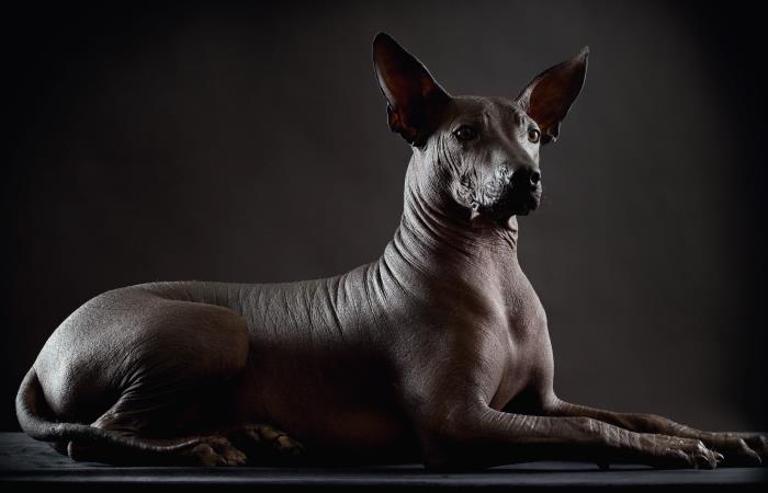 Un animal místico. Foto: Shutterstock