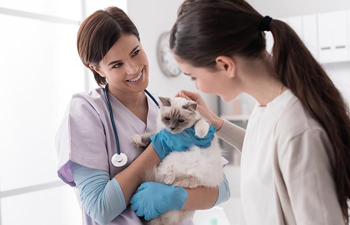 No sufras más llevando a tu gato al veterinario. Foto: Shutterstock
