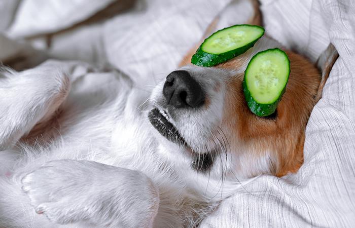 La limpieza de los ojos de tu mascota es necesaria. Foto: Shutterstock