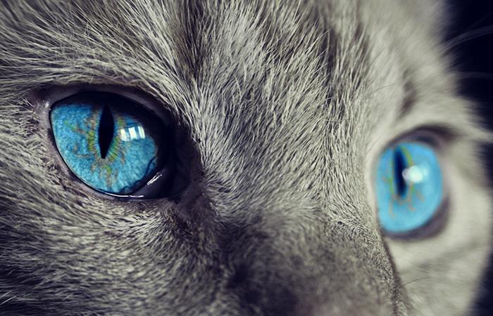 Gato con rostro humano se roba miradas en redes. Foto: Pixabay