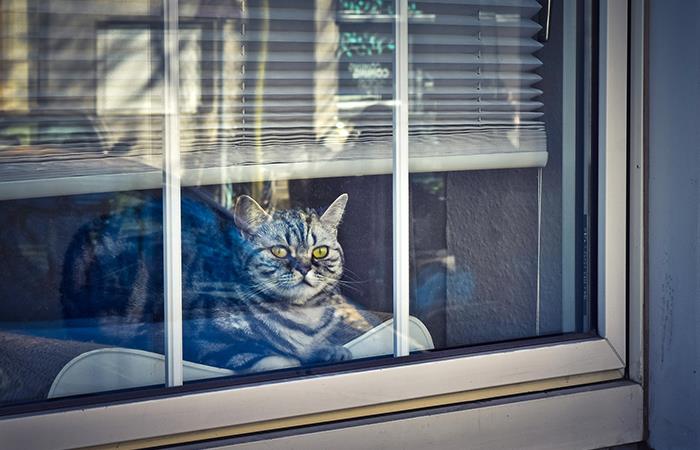 ¿Se puede dejar a un gato solo en casa?. Foto: Pixabay