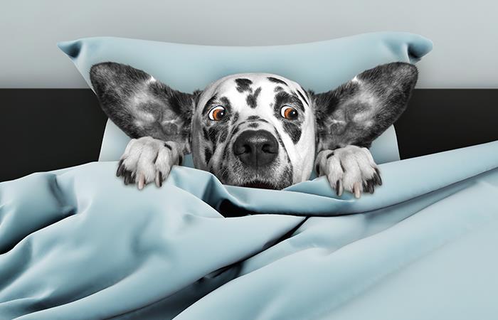 ¿Qué hacer cuando tu perro tiene miedo?. Foto: Shutterstock