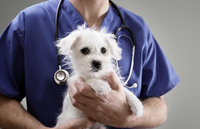 ¿Tienes dudas sobre la esterilización o la castración de tu mascota?. Foto: Shutterstock