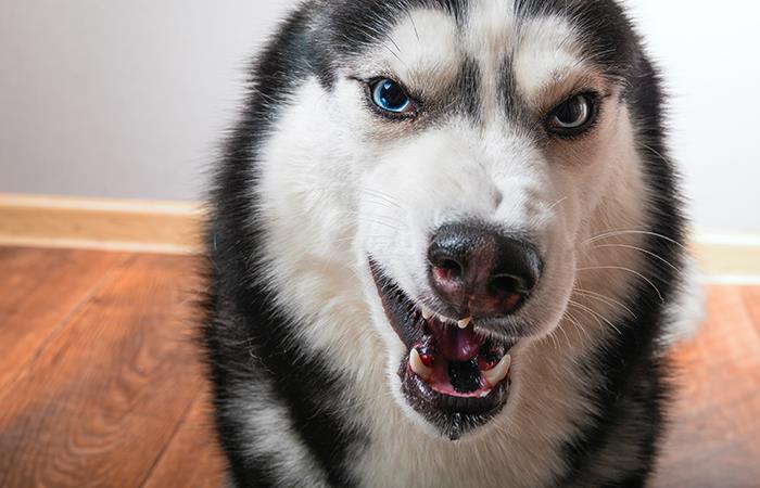 Las razones por las que tu perro gruñe. Foto: Shutterstock