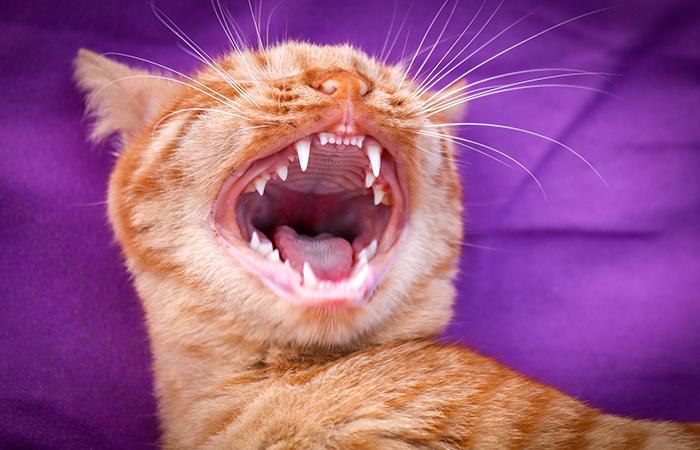 Los dientes de tu gato necesitan un cuidado especial. Foto: Pixabay