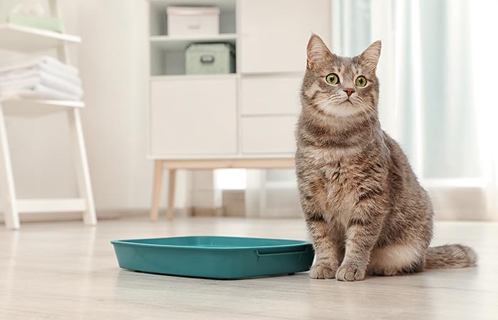 Con estos trucos tu gato volverá a usar la arenera. Foto: Shutterstock