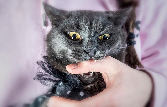 Así debes actuar cuando tu gato se ponga agresivo. Foto: Shutterstock