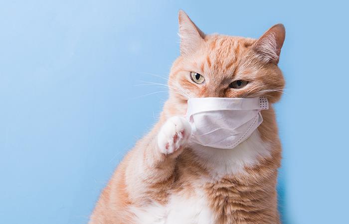 Los gatos son vulnerables ante en COVID-19. Foto: Shutterstock
