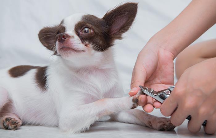 Aprende a cortar las uñas de tu perro en casa. Foto: Shutterstock
