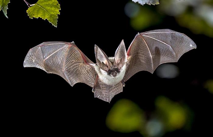 Los murciélagos tendrían la clave para combatir el coronavirus. Foto: Shutterstock