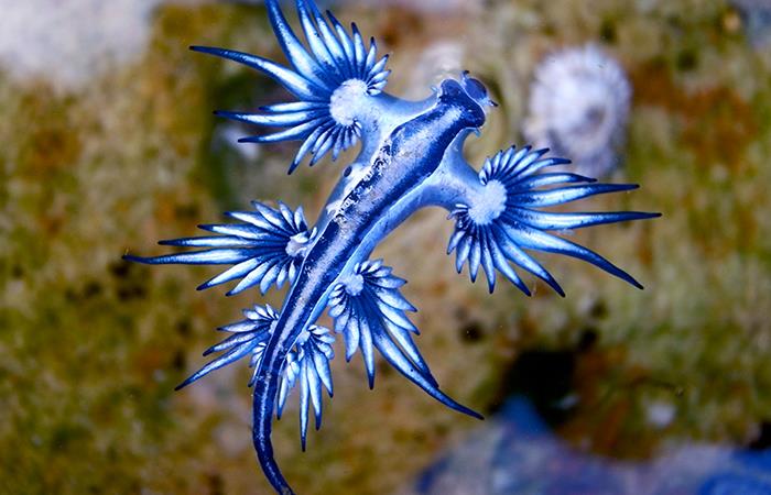 Aparecen dragones azules en la costa de Texas. Foto: Shutterstock