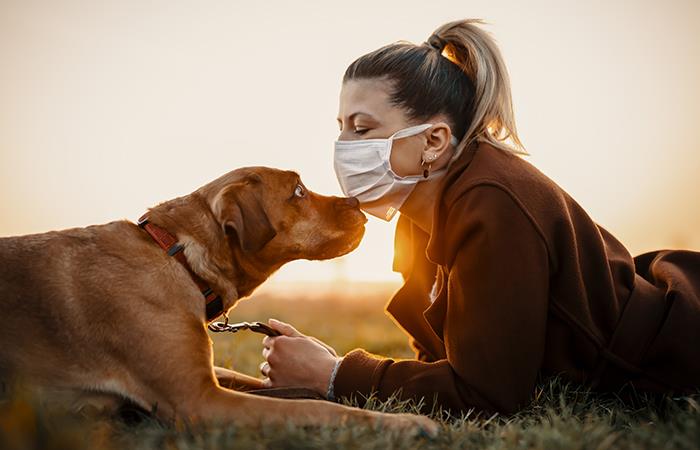Los perros podrían detectar el coronavirus en las personas. Foto: Shutterstock