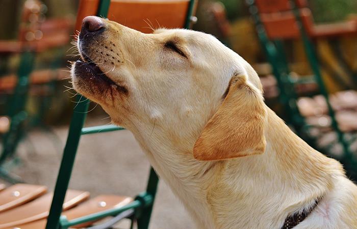 Aprende a entender los aullidos de tu perro. Foto: Pixabay