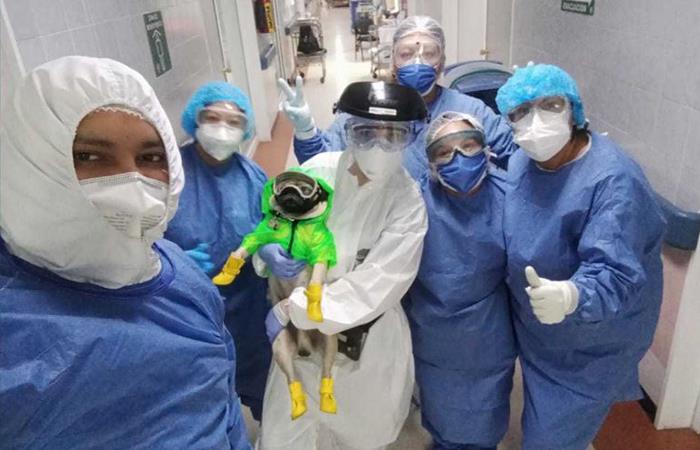 Tierno Pug alivia el estrés del personal médico en México. Foto: Twitter
