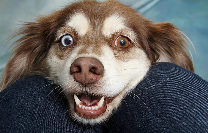 Los perros perciben a las personas con malas intenciones. Foto: Pixabay