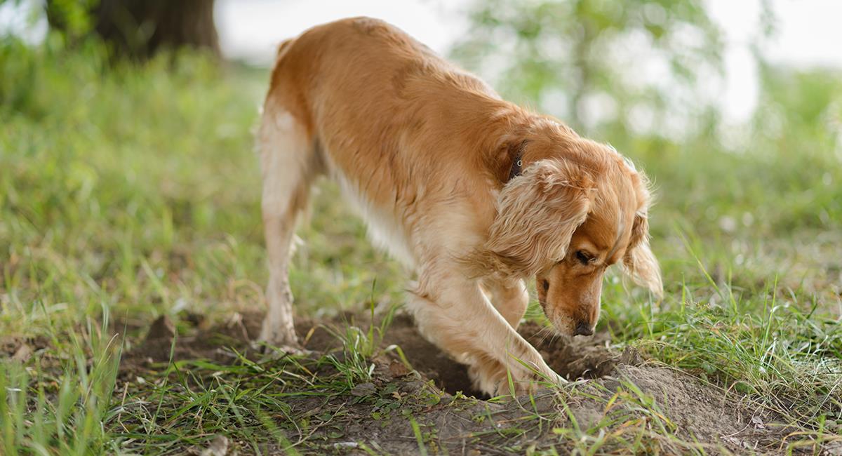 Sigue estos consejos para hacer que tu perro deje de esconder cosas. Foto: Shutterstock