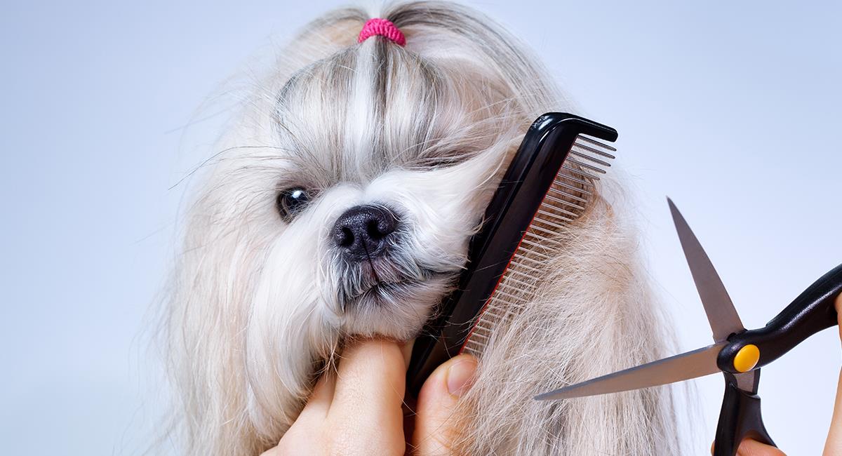 Así debes cortar el pelo de tu mascota en casa. Foto: Shutterstock