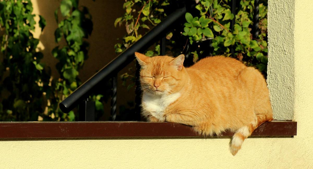 Estos son los efectos negativos del sol en los gatos. Foto: Pixabay