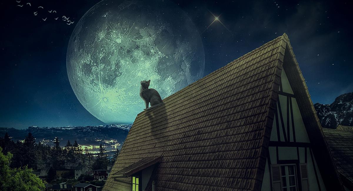 ¿La luna llena puede alterar la conducta de los animales?. Foto: Pixabay