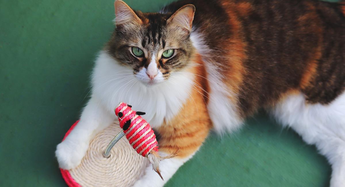 Así puedes entretener a tu gato cuando debes dejarlo solo en casa. Foto: Pixabay