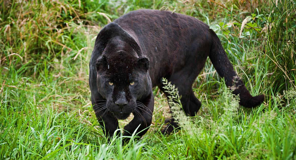 Una pareja de abuelitos adoptó un gato y terminó con un jaguar en su hogar. Foto: Pixabay