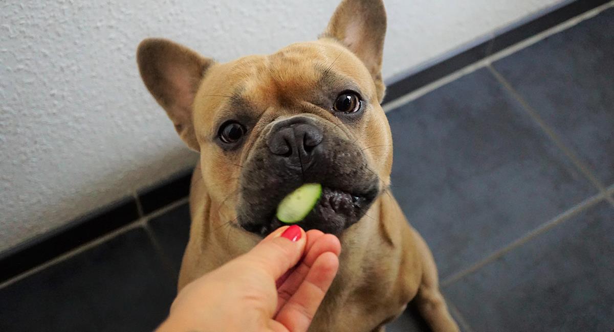 Conoce los alimentos que son saludables para tu mascota. Foto: Pixabay