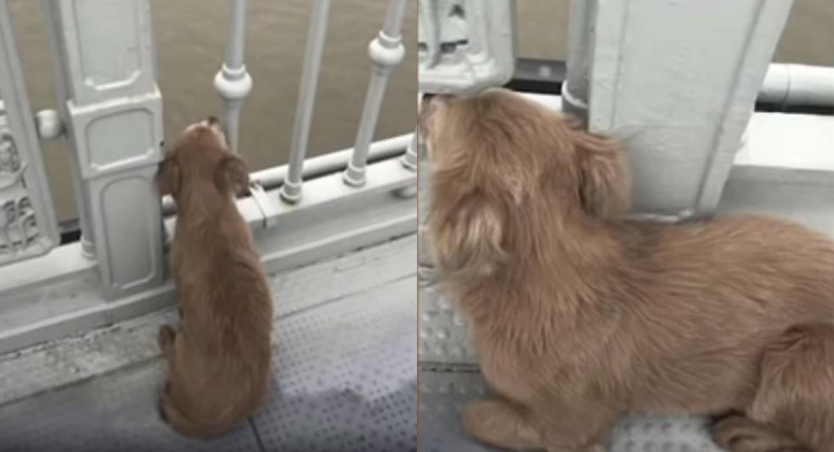 Este perrito sigue esperando a su amo en el lugar en el que perdió la vida. Foto: Youtube