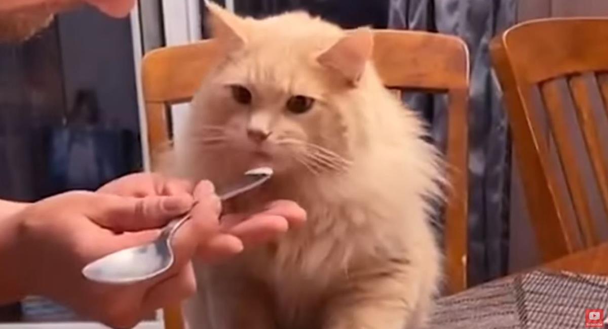 Gato probó helado por primera vez y su reacción se viraliza. Foto: Youtube @EnchantedNethy