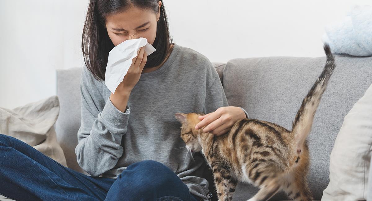 Esto es lo que debes hacer si tienes alergia a los gatos. Foto: Shutterstock