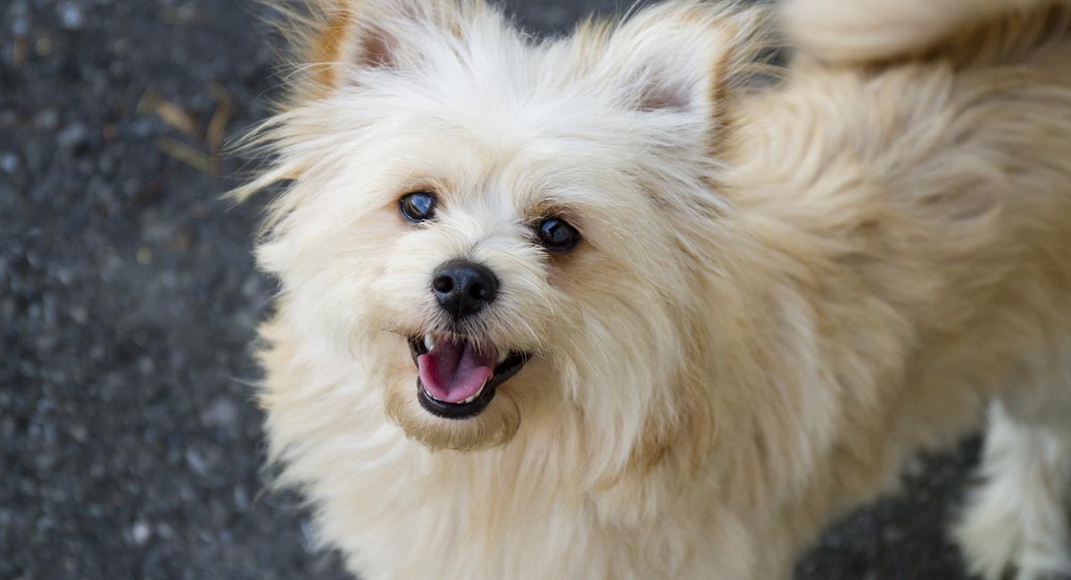 Conoce las razas de perro más pequeñas. Foto: Pixabay