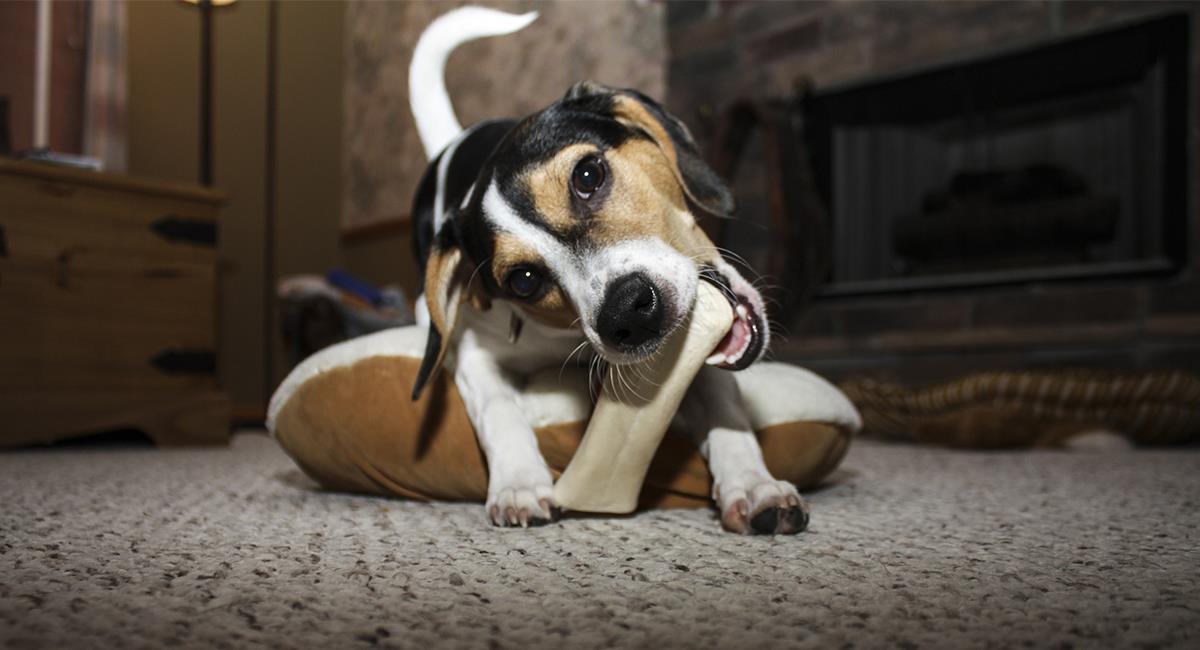 Los perros no deben comer huesos jamás. Foto: Pixabay