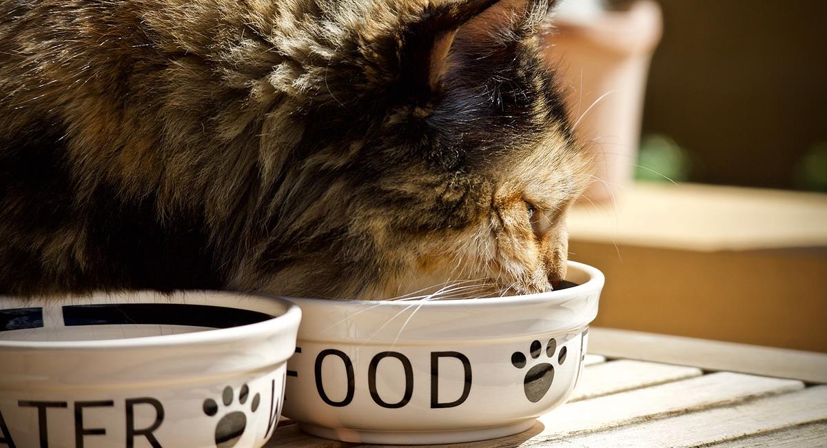 Cocina unas deliciosas y nutritivas croquetas caseras para tu gato. Foto: Pixabay