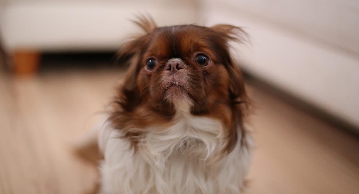 ¿Qué hacer si tu perro tiene miedo a los truenos?. Foto: Pixabay