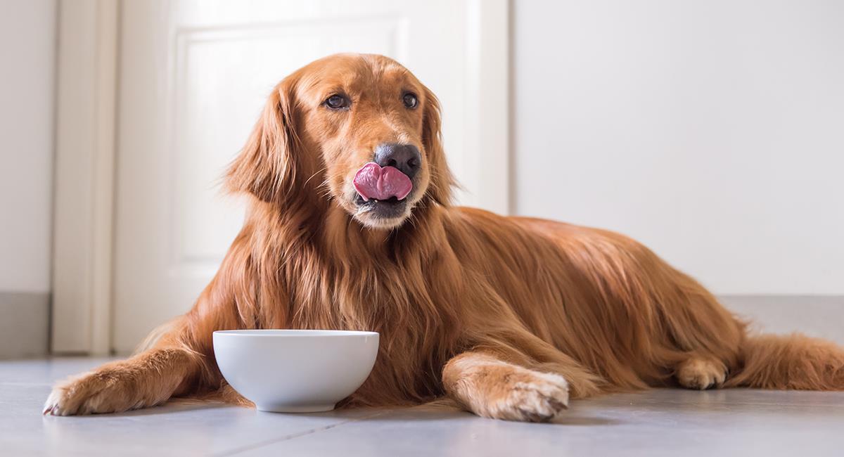 Receta de pastel de carne para perros. Foto: Shutterstock