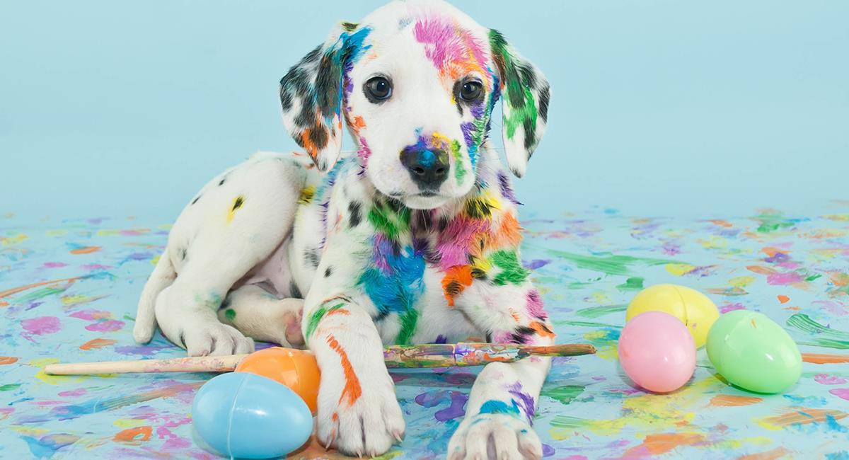 ¿Habías visto alguna vez a un perro de color verde?. Foto: Shutterstock