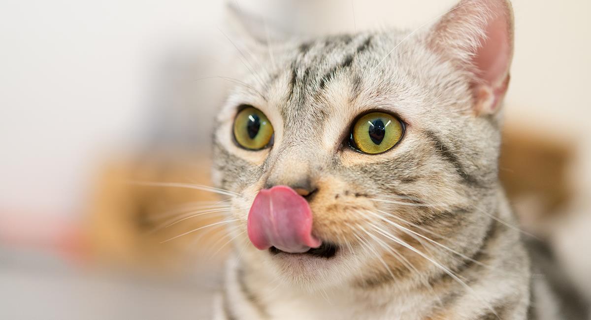 Humedecer la comida de tu gato puede ser la mejor opción. Foto: Shutterstock
