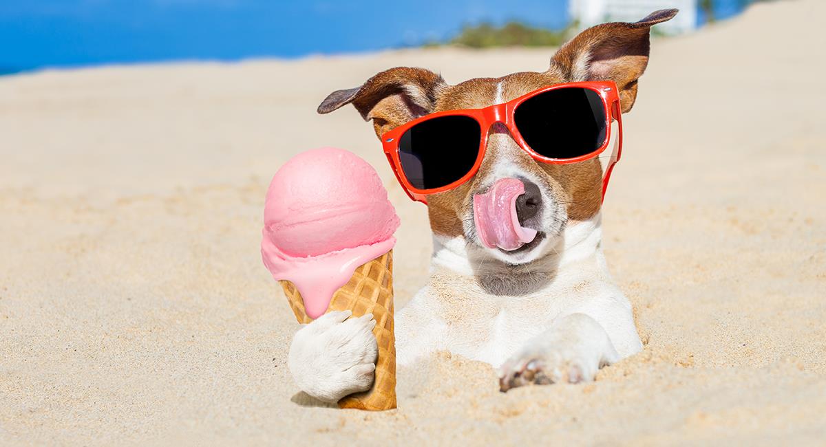 Aprende a preparar un delicioso helado para tu perro. Foto: Shutterstock