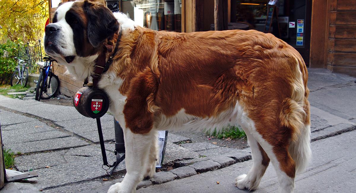 Las razas de perro más grandes que encontrarás en el mundo. Foto: Pixabay