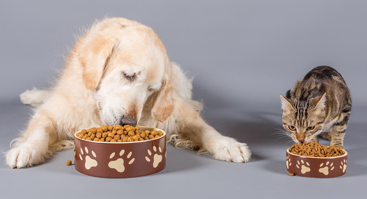 Aprende a alimentar correctamente a tu mascota. Foto: Shutterstock