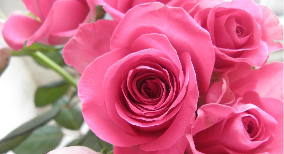 Las rosas colombianas son deseadas en todo el mundo. Foto: Pixabay