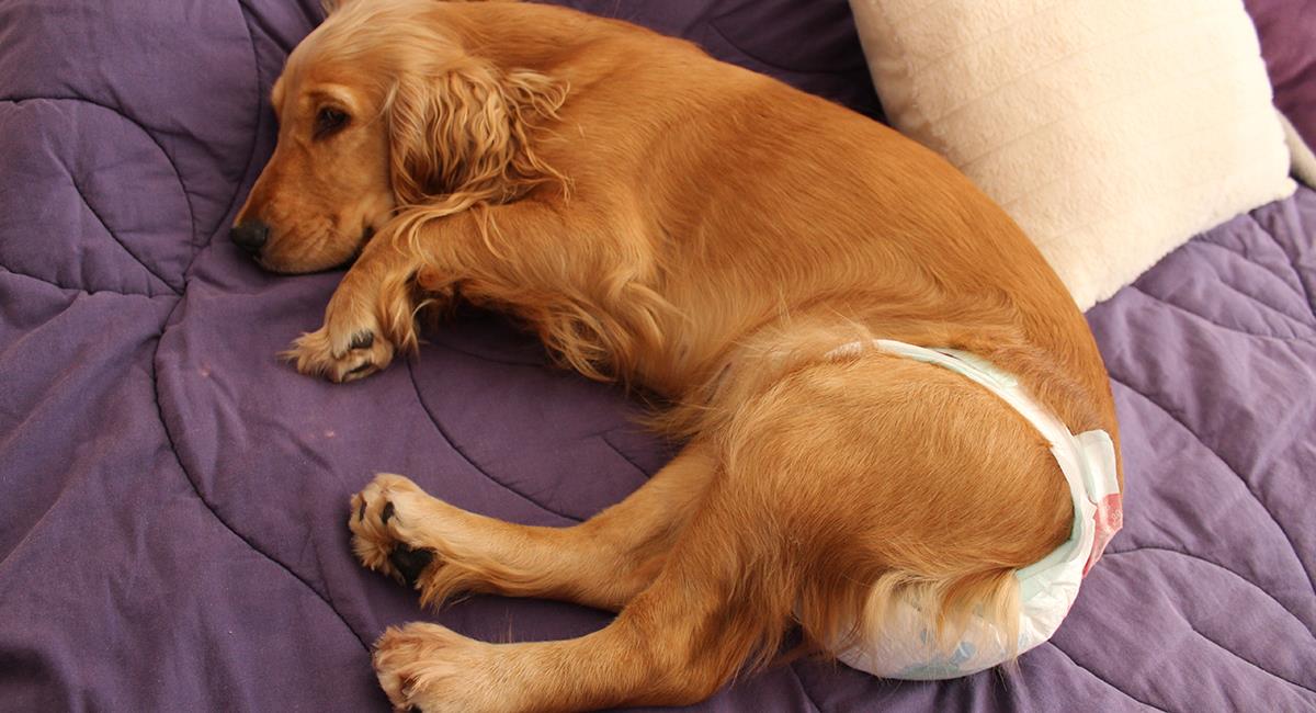 3 situaciones en las que los pañales caninos son muy útiles. Foto: Shutterstock